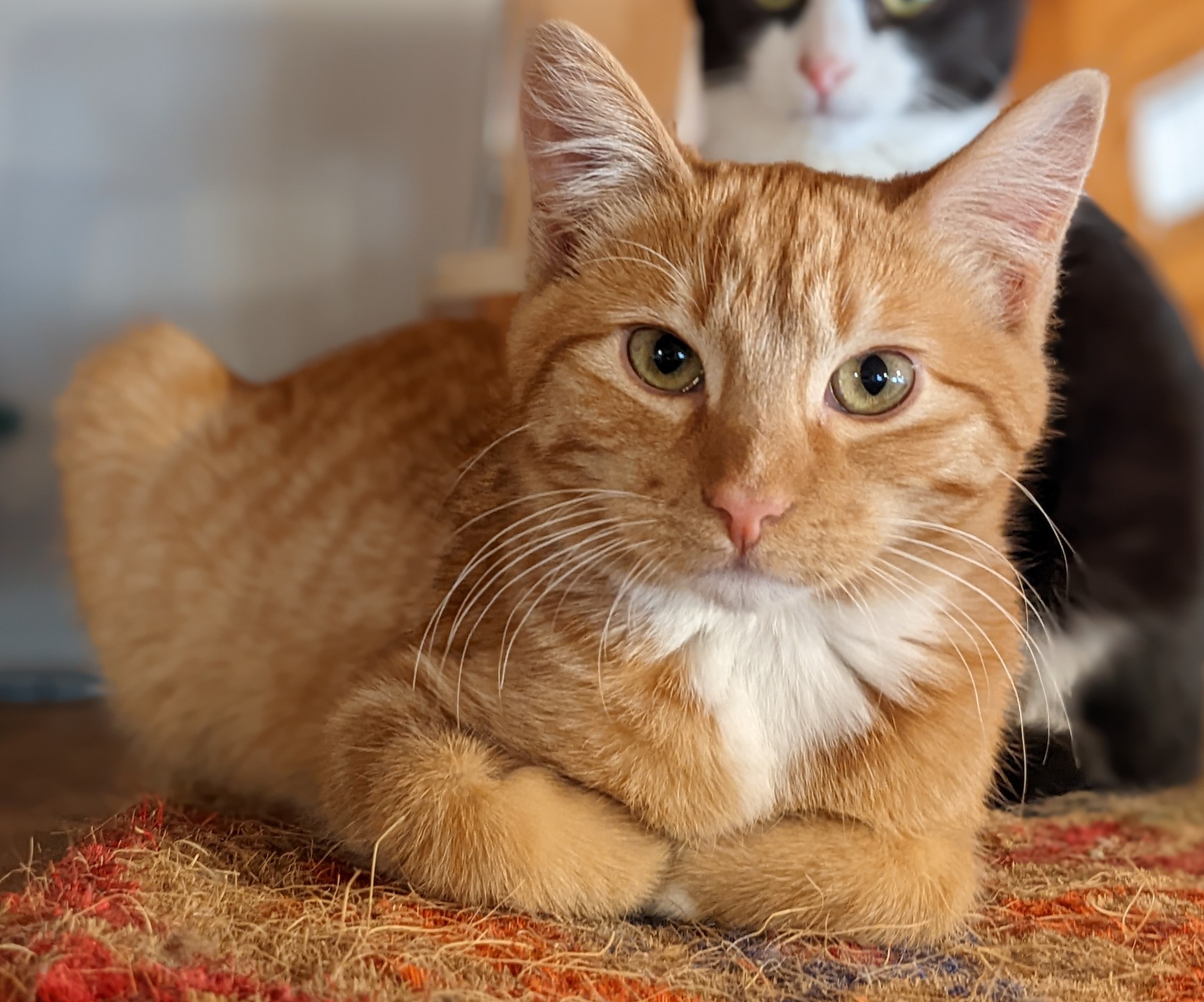 Cat Thumbnail